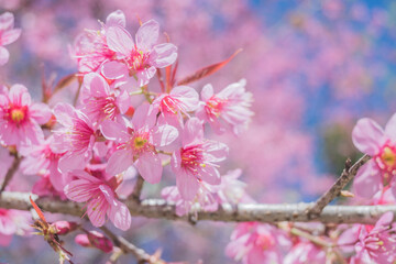 Beautiful cherry blossom with blue sky a sunny day, Chiang Mai, Thailand, soft focus