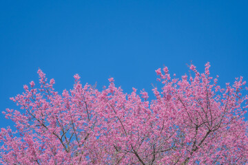 Beautiful cherry blossom with blue sky a sunny day, Chiang Mai, Thailand, soft focus