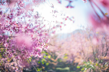 Obraz premium Beautiful cherry blossom with blue sky a sunny day, Chiang Mai, Thailand, soft focus