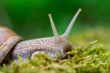 Snail closeup. Burgundy snail (Helix, Roman snail, edible snail, escargot) on a surface with moss. Helix promatia. 