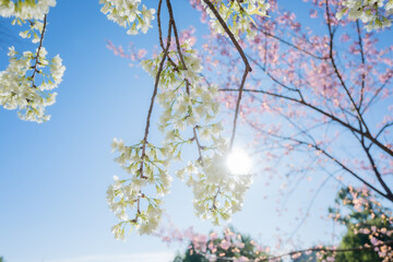 Beautiful cherry blossom with blue sky a sunny day, Chiang Mai, Thailand, soft focus