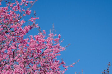 Beautiful cherry blossom with blue sky a sunny day, Chiang Mai, Thailand, soft focus