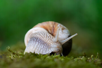 Snail closeup. Burgundy snail (Helix, Roman snail, edible snail, escargot) on a surface with moss. Helix promatia. 