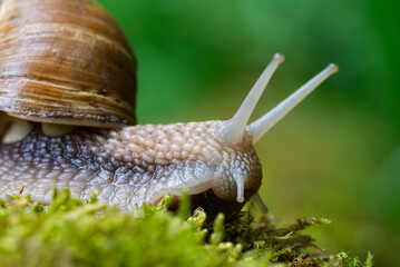 Snail closeup. Burgundy snail (Helix, Roman snail, edible snail, escargot) on a surface with moss. Helix promatia. 