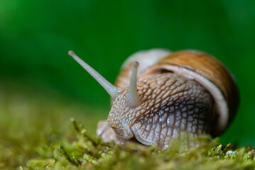 Snail closeup. Burgundy snail (Helix, Roman snail, edible snail, escargot) on a surface with moss. Helix promatia. 