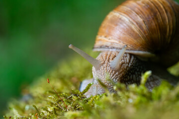 Snail closeup. Burgundy snail (Helix, Roman snail, edible snail, escargot) on a surface with moss. Helix promatia. 