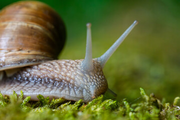 Snail closeup. Burgundy snail (Helix, Roman snail, edible snail, escargot) on a surface with moss. Helix promatia. 