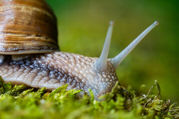 Snail closeup. Burgundy snail (Helix, Roman snail, edible snail, escargot) on a surface with moss. Helix promatia. 