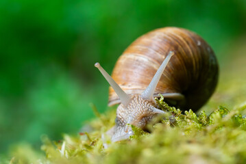 Snail closeup. Burgundy snail (Helix, Roman snail, edible snail, escargot) on a surface with moss. Helix promatia. 