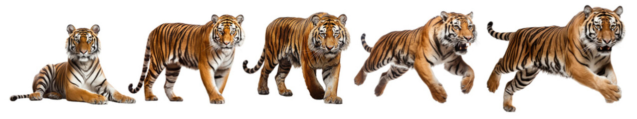 Tiger wild animal png element set on transparent background