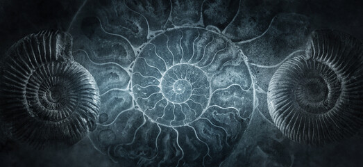 Ammonite shell on an ancient background. Concept on the topic of science, history, paleontology,...