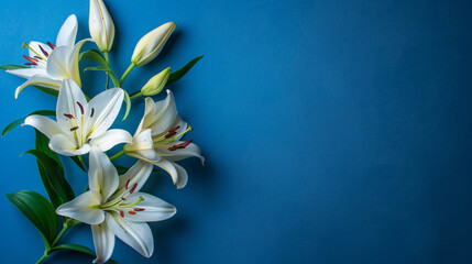 Beautiful lilies on blue background closeup view. Spac