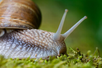 Snail closeup. Burgundy snail (Helix, Roman snail, edible snail, escargot) on a surface with moss. Helix promatia. 