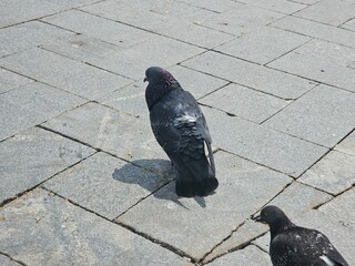 pigeon on the street