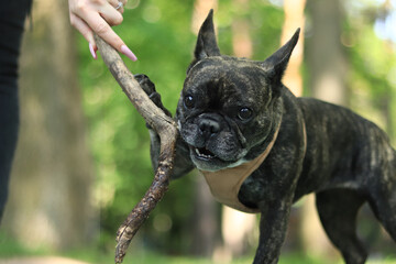 French bulldog on a walk. The dog is chewing a stick. Bulldog dark coat color. Pet. Dog is a human best friend. Young dog in a harness. French bulldog plays with a stick