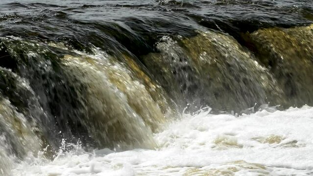 Vimba fish (Vimba Vimba) jumping over the widest waterfall in Europe - Venta river waterfall (Ventas rumba) in Kuldiga, sunny spring day, slow motion closeup shot