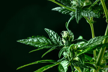 Cannabis plant with green leaves and white flowers, with trichomes. Growing organic medicinal hemp indoors for CBD, macro shot