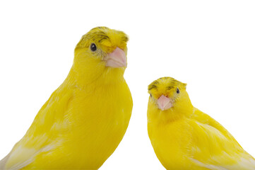 portrait canary isolated on white background
