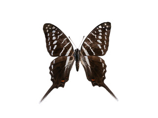 butterfly Graphium colonna isolated on white background
