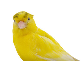 portrait canary isolated on white background