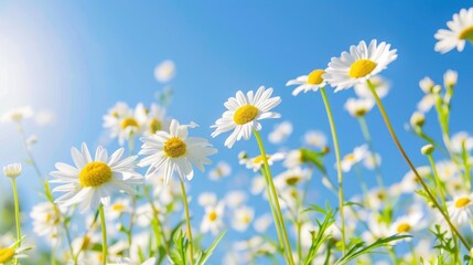 A field of daisies under a clear blue sky.