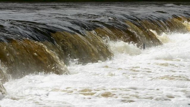 Vimba fish (Vimba Vimba) jumping over the widest waterfall in Europe - Venta river waterfall (Ventas rumba) in Kuldiga, sunny spring day, slow motion medium shot