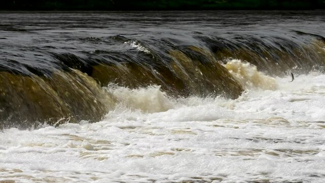 Vimba fish (Vimba Vimba) jumping over the widest waterfall in Europe - Venta river waterfall (Ventas rumba) in Kuldiga, sunny spring day, slow motion medium shot