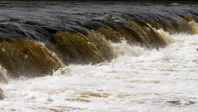 Vimba fish (Vimba Vimba) jumping over the widest waterfall in Europe - Venta river waterfall (Ventas rumba) in Kuldiga, sunny spring day, slow motion medium shot