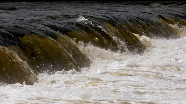 Vimba fish (Vimba Vimba) jumping over the widest waterfall in Europe - Venta river waterfall (Ventas rumba) in Kuldiga, sunny spring day, slow motion closeup shot