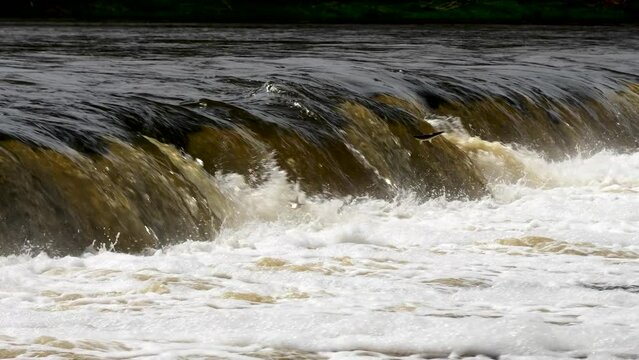 Vimba fish (Vimba Vimba) jumping over the widest waterfall in Europe - Venta river waterfall (Ventas rumba) in Kuldiga, sunny spring day, slow motion medium shot