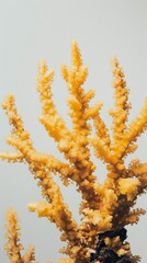 Obraz premium yellow sea corals.