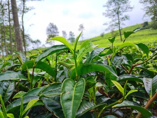 tea plants in the plantation