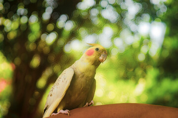 their first moulting. Nymphicus hollandicus display horizontal yellow stripes or bars on the ventral surface of their tail feathers, yellow spots on the ventral