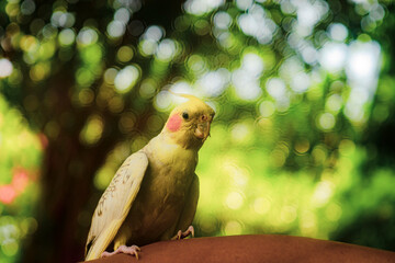 their first moulting. Nymphicus hollandicus display horizontal yellow stripes or bars on the ventral surface of their tail feathers, yellow spots on the ventral
