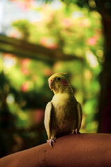 their first moulting. Nymphicus hollandicus display horizontal yellow stripes or bars on the ventral surface of their tail feathers, yellow spots on the ventral