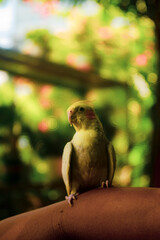 their first moulting. Nymphicus hollandicus display horizontal yellow stripes or bars on the ventral surface of their tail feathers, yellow spots on the ventral
