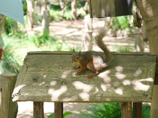 井の頭自然文化園（動物園）で飼育されているリス