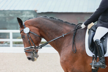 Equestrian sports, dressage, the horse is light in hand. Shooting from the profile