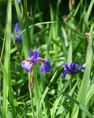井の頭公園で咲いているアヤメ