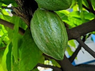 Cocoa pods contain antioxidants that offer health benefits.  Starting from preventing heart disease, improving digestion to relieving stress