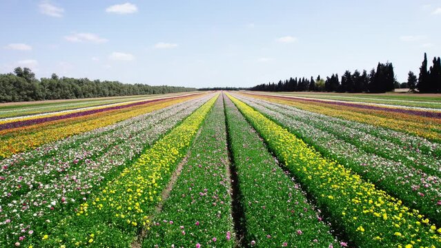 Field aerial video of Ranunculus in Kibbutz Nir Yitzhak