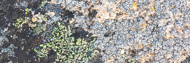 Natural texture of a stone covered with lichen. Lichenes patterns on a rock surface. Natural background. Closeup top view. The nature of the Arctic. Polar region.