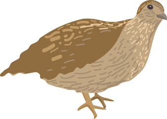Digital art of a side view of a brown quail on a white background