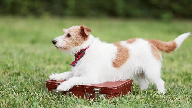 Trainer owner teaches her dog with hand and gives her snack treats. Pet puppy training, dog tricks.