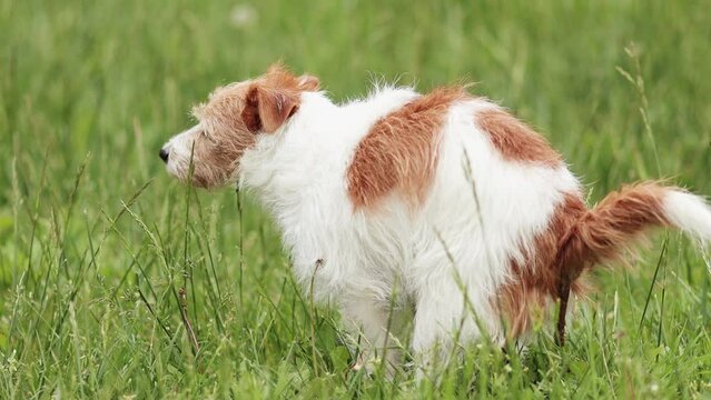 Dog doing toilet in the grass. Pooping, defecating, pet excrement, diarrhea concept.
