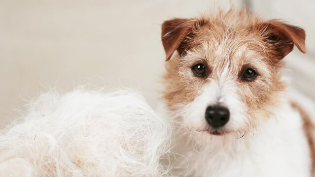 Cute face of a shadding dog with her hair on the coach. Cleaning per fur.
