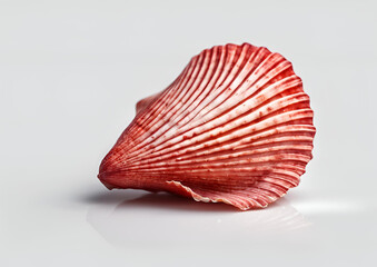 Fototapeta premium Red Scallop Seashell on White Background_ Perfect for Ocean, Sea, and Summer Vacation Themes.