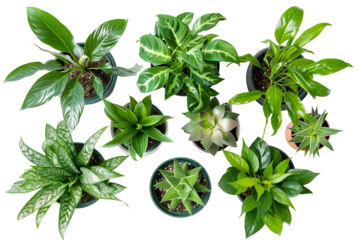 Top view of various houseplants in pots isolated on a transparent background