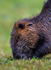 A portrait shot of a nutria