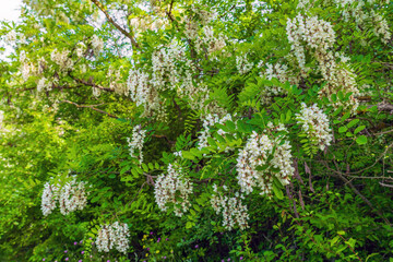 A acacia tree with white flowers is in full bloom